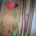 Papaver hybridum List