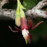 Ribes roezlii Flower