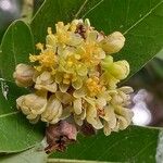 Umbellularia californica Virág