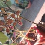 Encyclia tampensis Λουλούδι