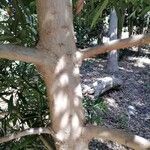 Podocarpus latifolius 樹皮