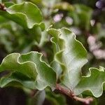 Euclea undulata Leaf