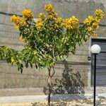 Senna macranthera Хабит