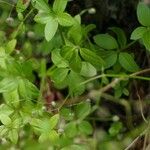 Galium rotundifolium Φύλλο