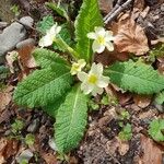 Primula vulgaris 叶