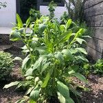 Stevia rebaudiana Blatt