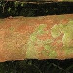 Dendrobangia boliviana Bark