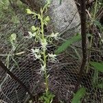 Habenaria helicoplectrum Blomst