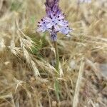 Tractema verna Fula