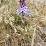 Scilla verna Flower