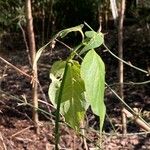 Leycesteria formosa Blatt