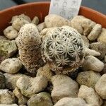 Turbinicarpus pseudomacrochele Folha