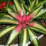 Neoregelia carolinae Листок