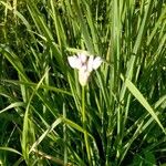 Allium canadense Květ