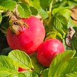 Rosa rugosa Fruit