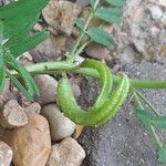 Astragalus crenatus 果實