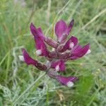 Astragalus vesicarius Λουλούδι