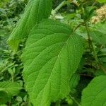 Hydrangea arborescens Fulla