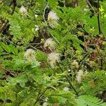 Albizia lebbeckFlower