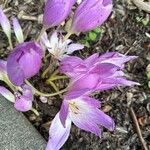 Colchicum lusitanum 花