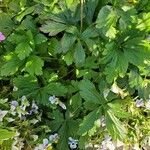 Anemone canadensis Leaf