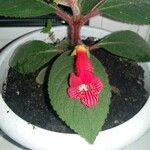 Kohleria amabilis Blomst