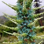 Puya alpestris Λουλούδι