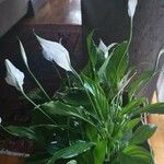 Spathiphyllum wallisii Kwiat