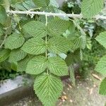 Rubus niveus Foglia