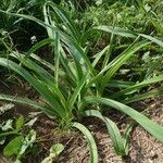 Allium commutatum Leaf