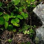 Trifolium pallescens Liść