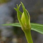 Vinca difformis Other