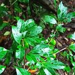 Cuviera nigrescens Leaf