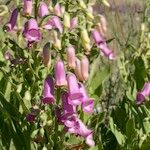 Digitalis thapsi 其他