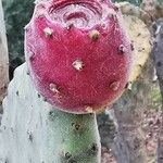 Opuntia ficus-indica फल