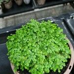 Selaginella kraussiana Leaf