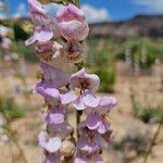 Penstemon palmeri Flor