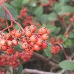 Cotoneaster meiophyllus Fruto