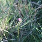 Bellis perennisÇiçek