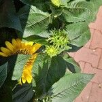 Helianthus decapetalus 花