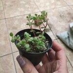 Crassula expansa ഇല