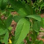 Desmodium canadense Blatt