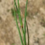 Juncus bufonius 树皮