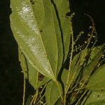 Alchorneopsis floribunda