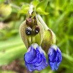 Commelina tuberosa ফুল