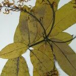 Vochysia tetraphylla Máis