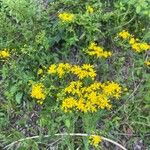 Senecio ampullaceus Flower