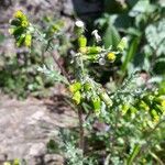 Senecio vulgarisফুল