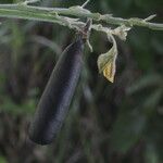 Crotalaria pilosa Vrucht