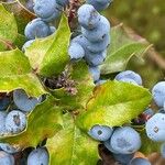 Berberis aquifoliumFruit